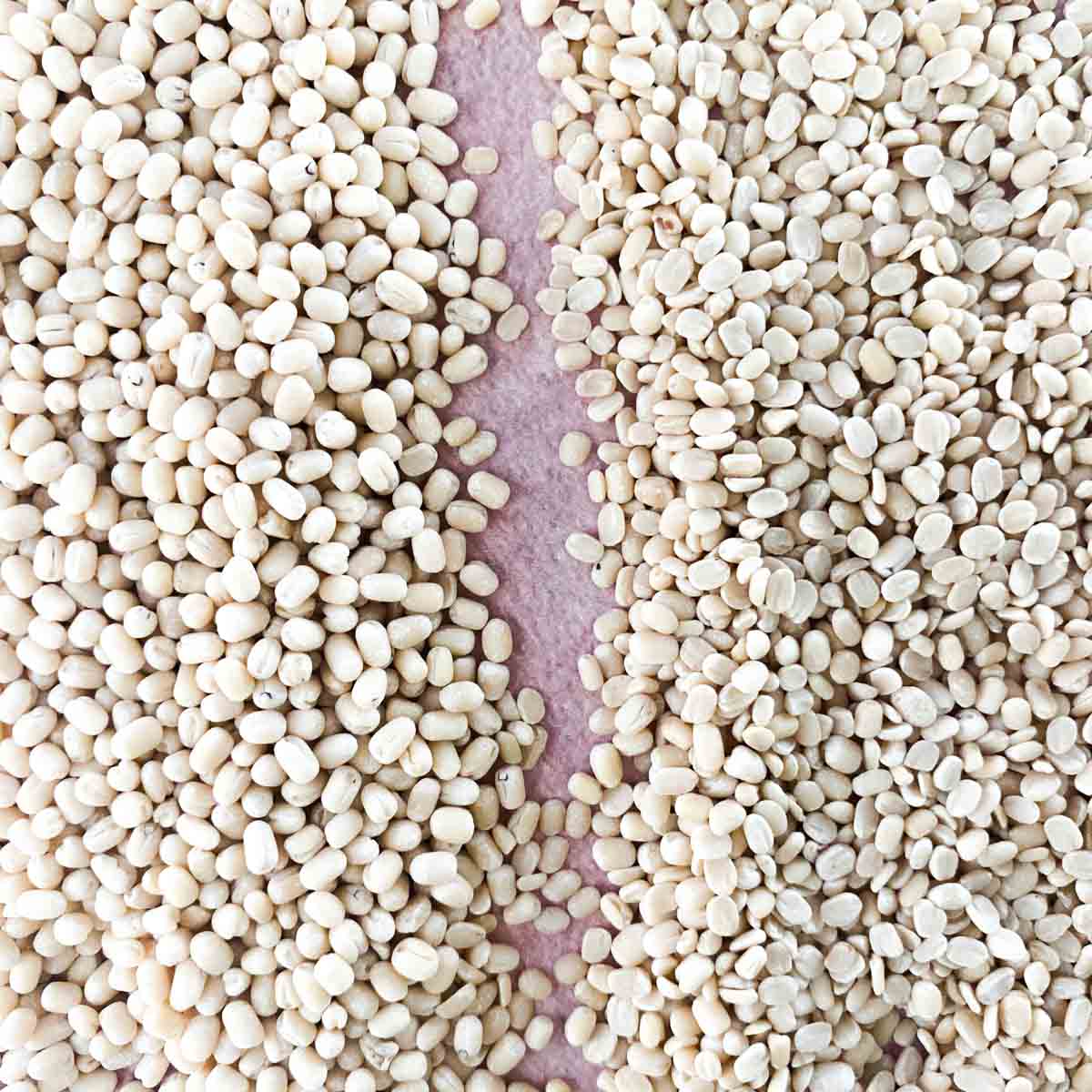White whole urad dal on the left and white split urad dal on the right.
