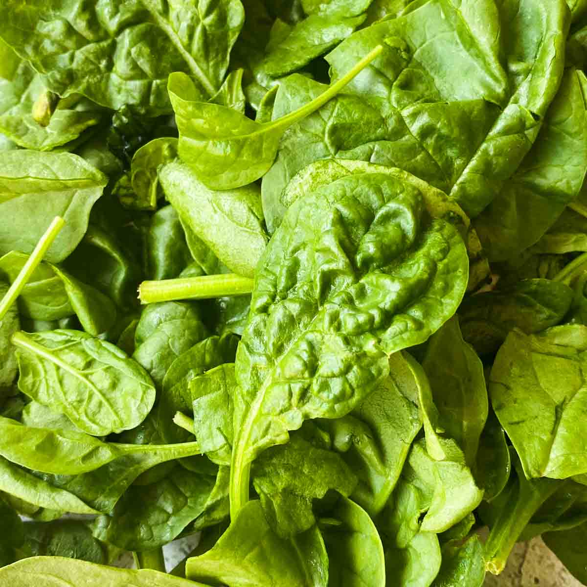 Bright green baby spinach