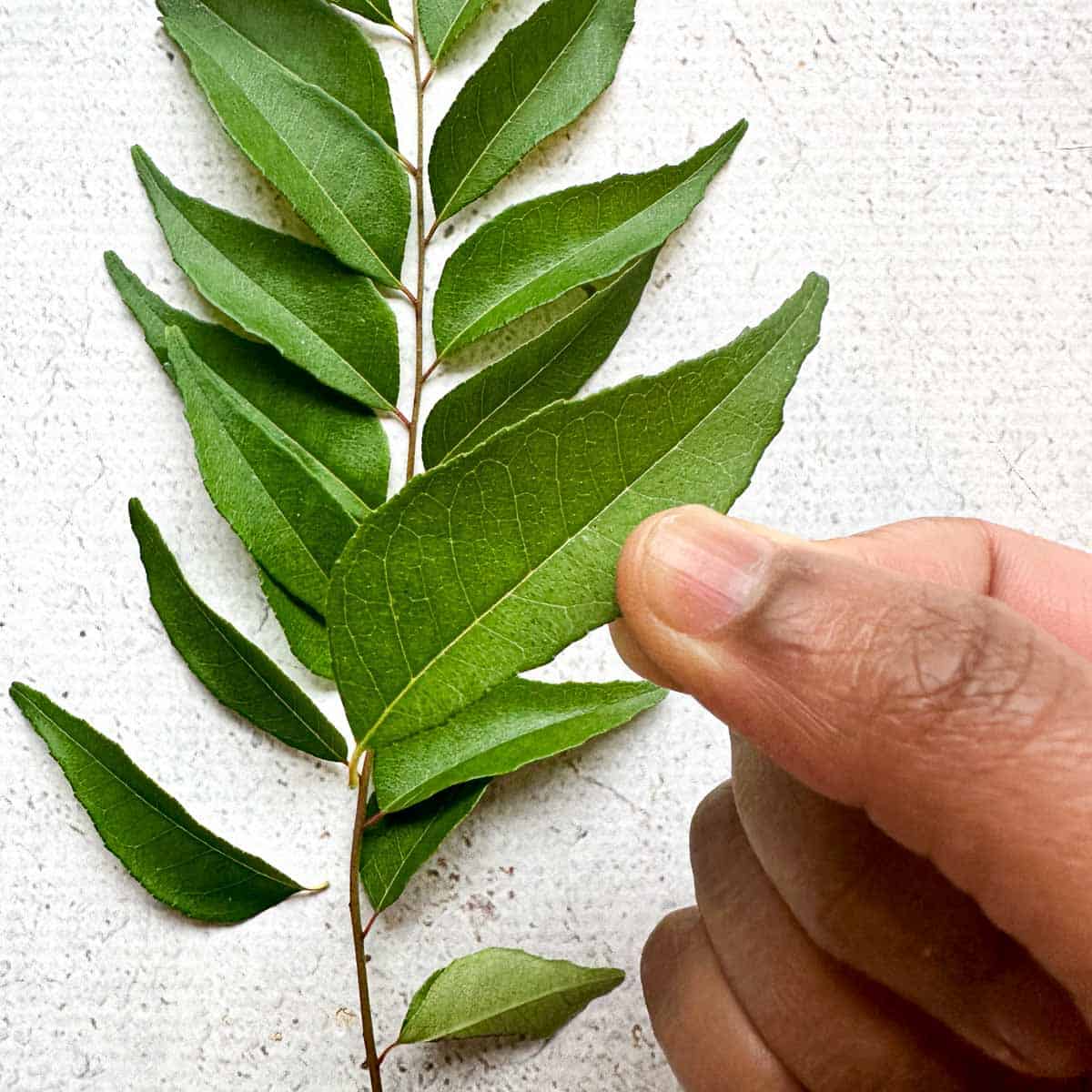 Curry leaves with a brown hand holding one leaf