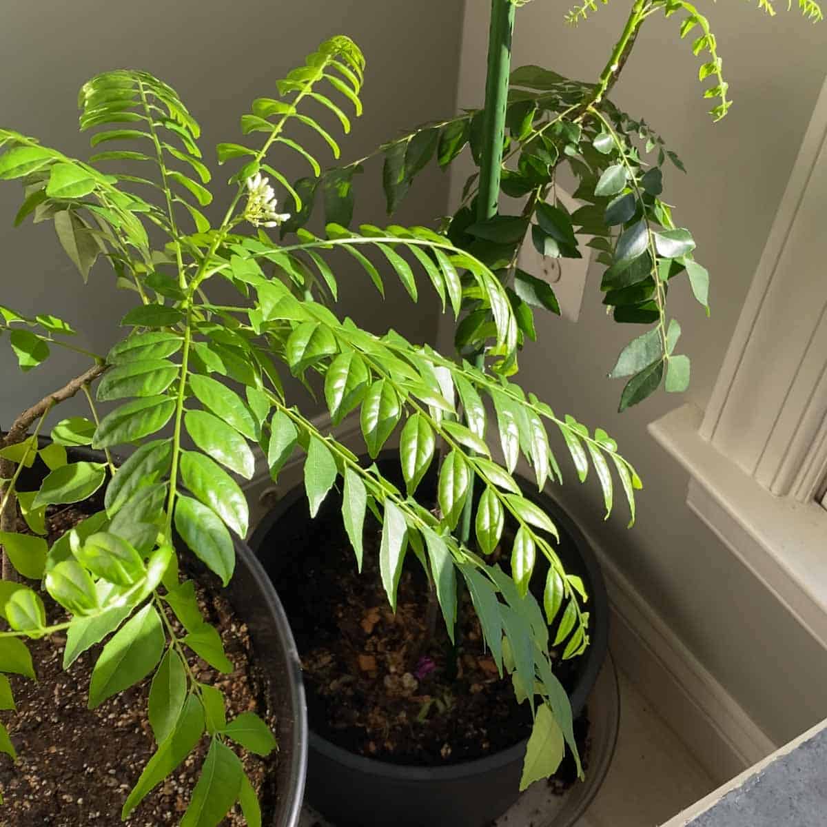 Two large curry leaf plants indoors by the sun